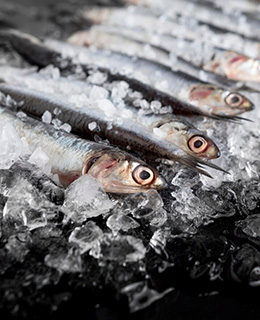 Sea Food Processing & Storage rooms